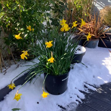 Narcissus 'Carlton'