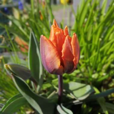 Tulipa