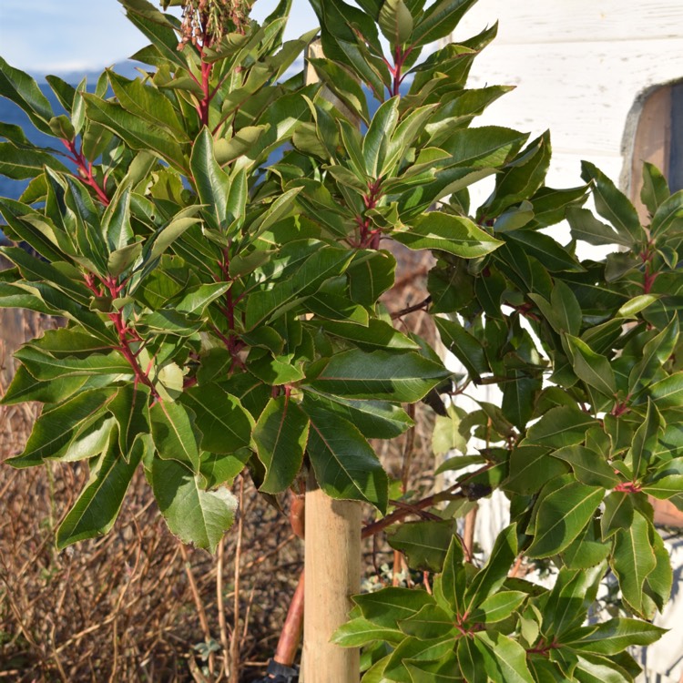 Plant image Arbutus 'Marina'