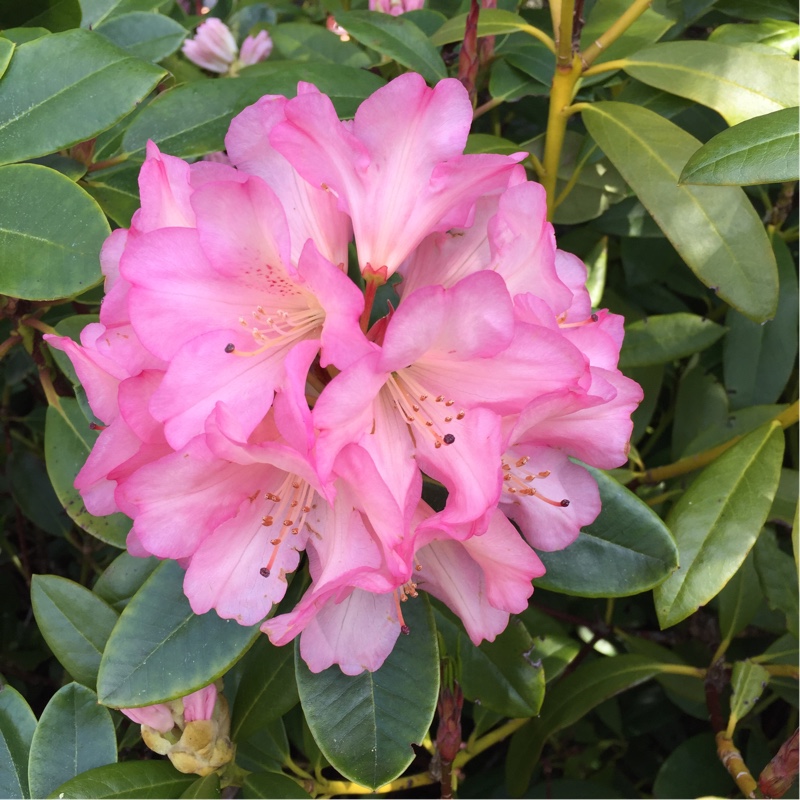 Plant image Rhododendron 'Cheer'