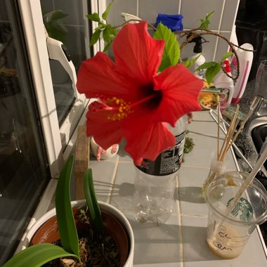 Hardy Hibiscus 'Lord Baltimore'