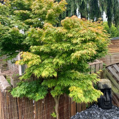 Cut Leaf Japanese Maple 'Dissectum'