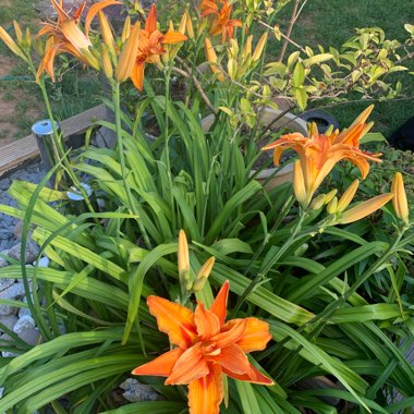 Daylily (Species) Common Orange Daylily