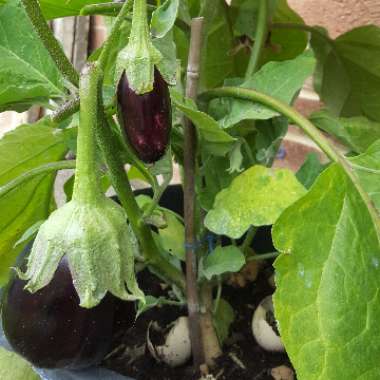 Aubergine 'Black Beauty'