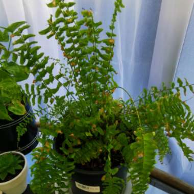 Boston Fern