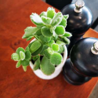 Cotyledon 'Bear Paws'