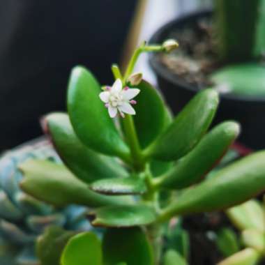 Jade Plant