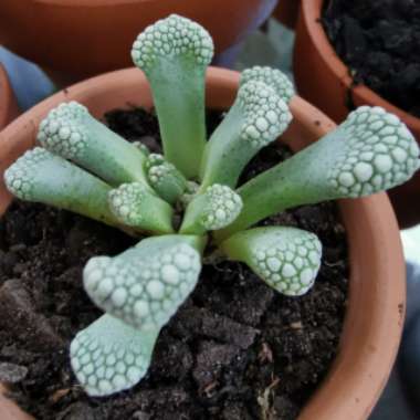 Titanopsis 'Primosii'