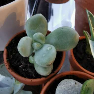 Pachyphytum 'Moonstones'