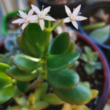 Jade Plant