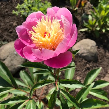 Peony 'Bowl of Beauty' (Herbaceous)