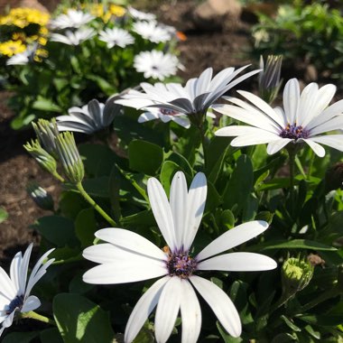 Osteospermum 'Flowerpower Ice White'