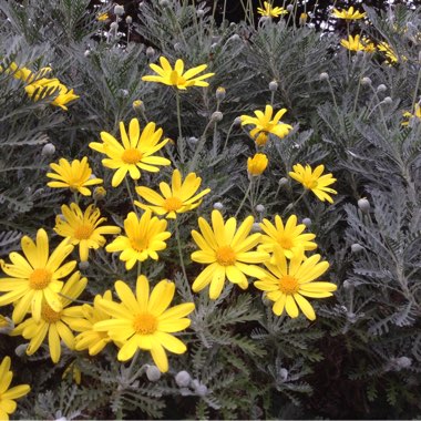 Euryops pectinatus 'Silver Star'