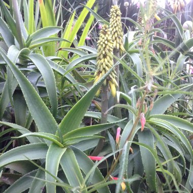 Aloe Arborescens