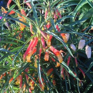 Lobelia Laxiflora