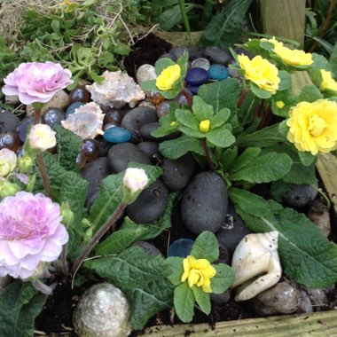 Primula belarina 'Buttercup Yellow'