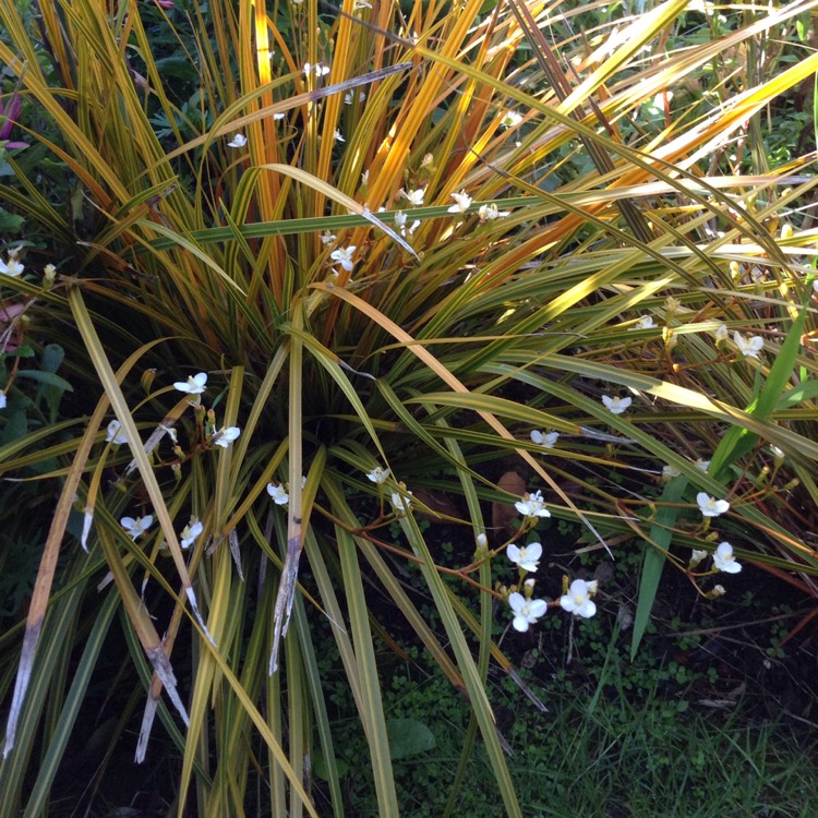 Plant image Libertia grandiflora