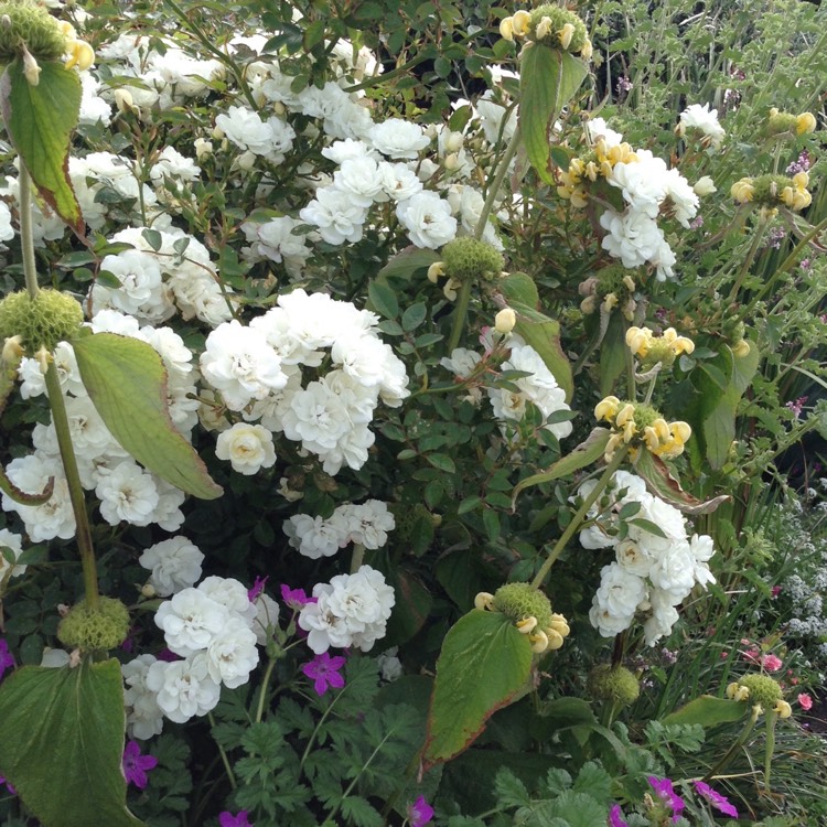 Plant image Rosa 'Kent' syn. Rosa 'Sparkler', Rosa 'Pyrénées', Rosa 'White Cover'