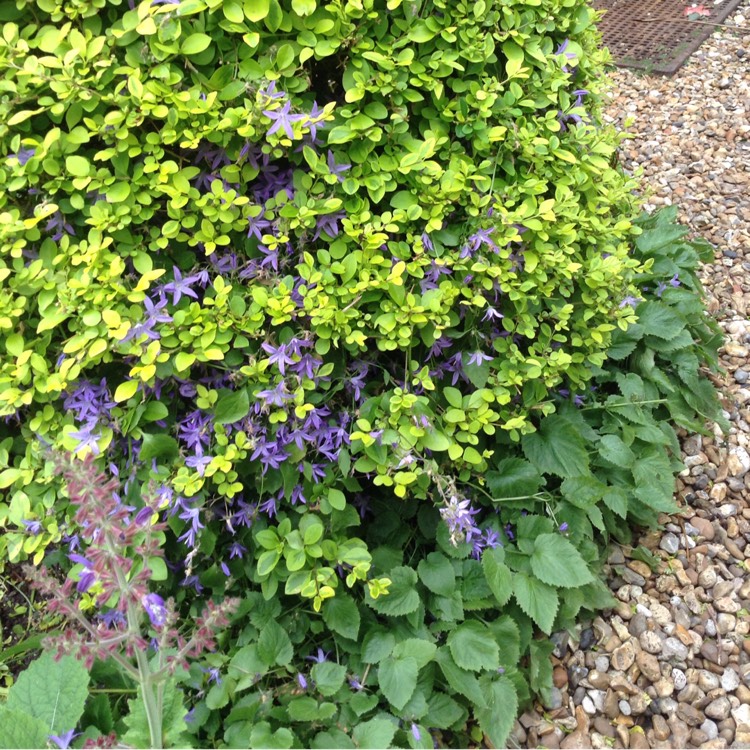 Plant image Campanula carpatica 'Jewel'