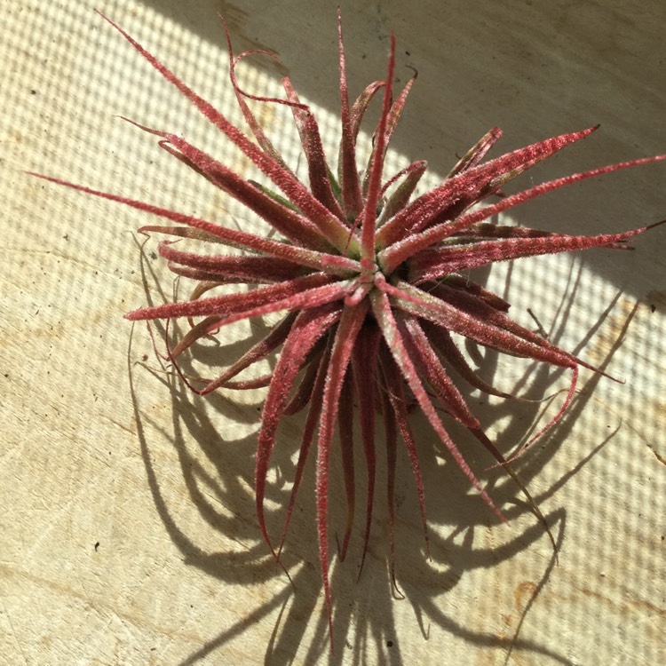 Plant image Tillandsia ionantha 'Red'