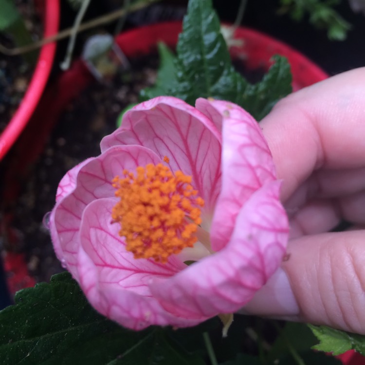 Plant image Abutilon 'Eric Lilac'