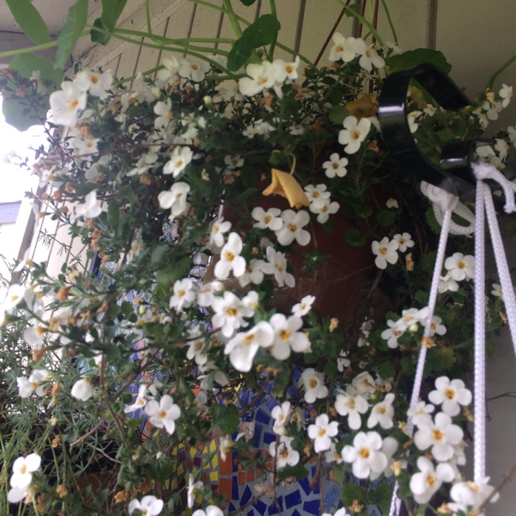 Plant image Bacopa Abunda 'Colossal White'