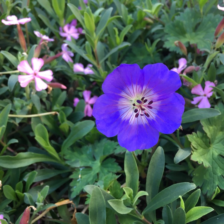 Plant image Geranium wallichianum 'Buxton's Variety' syn. Geranium wallichianum 'Buxton's Blue'