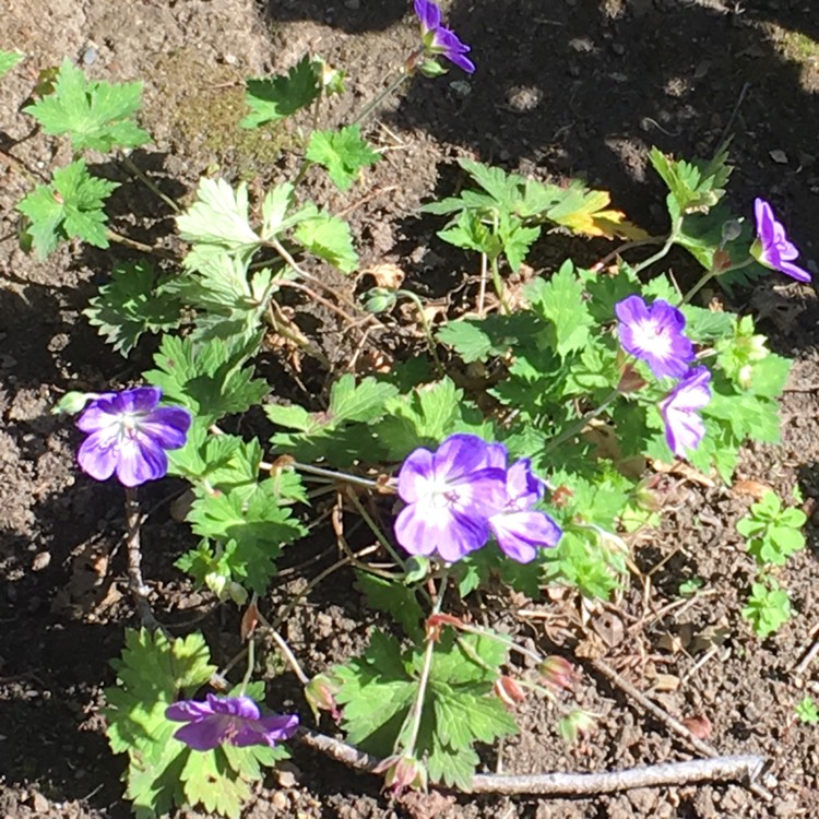 Plant image Geranium wallichianum 'Buxton's Variety' syn. Geranium wallichianum 'Buxton's Blue'