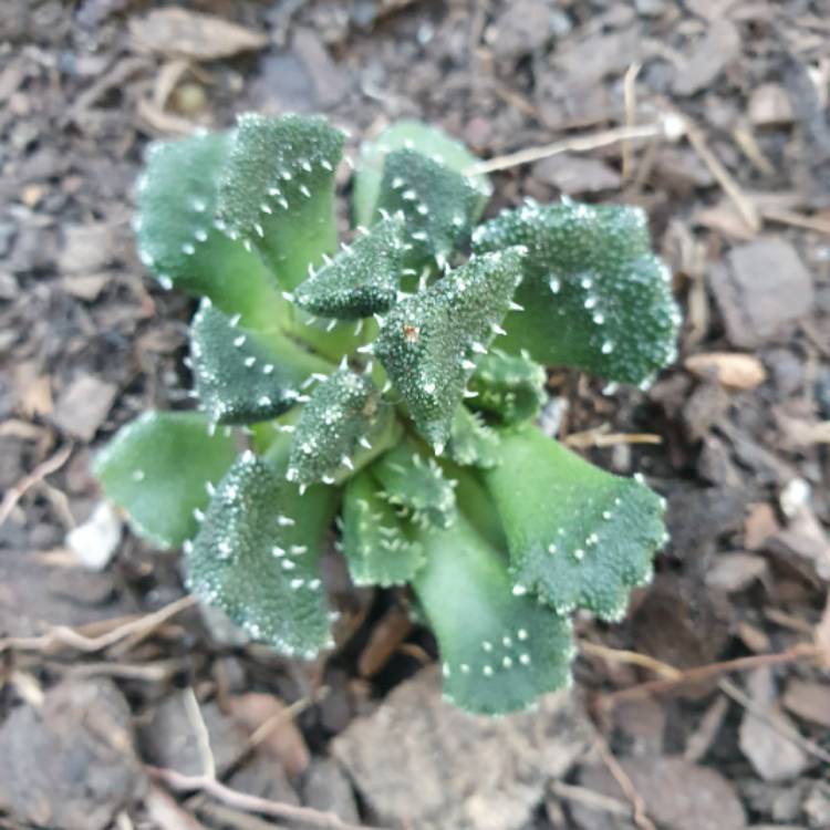 Plant image Aloinopsis luckhoffii syn. Aloinopsis Setifera