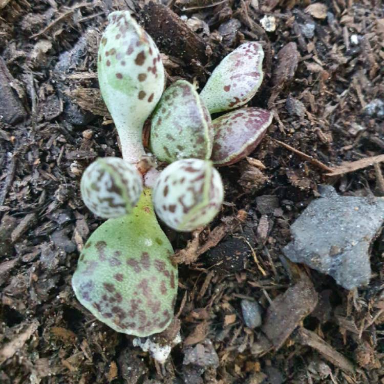 Plant image Adromischus Cooperi Festivus