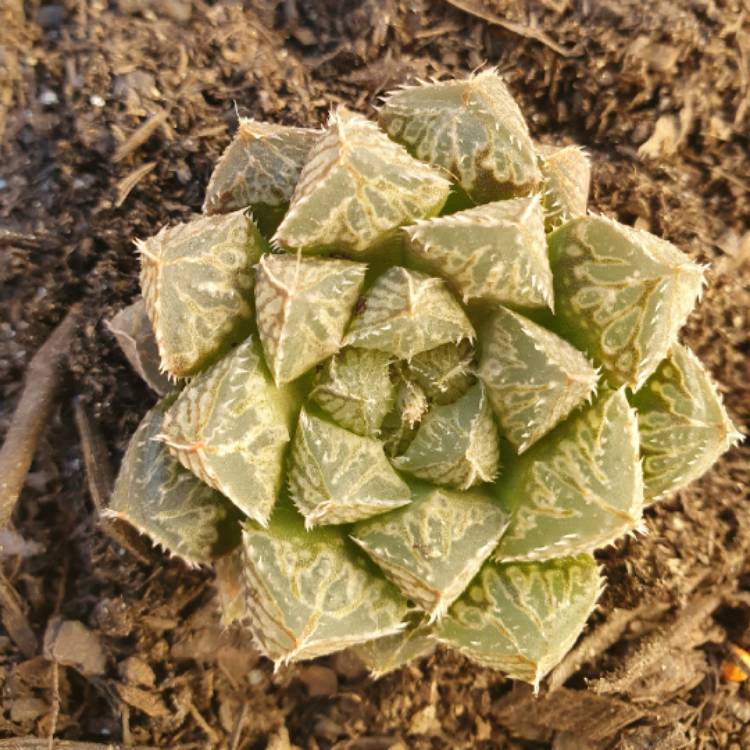 Plant image Haworthia Mirrorball