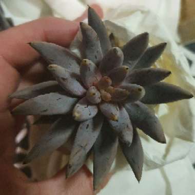 Echeveria 'Unguiculata'