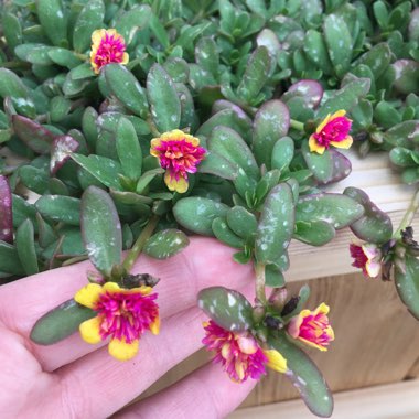 Portulaca grandiflora