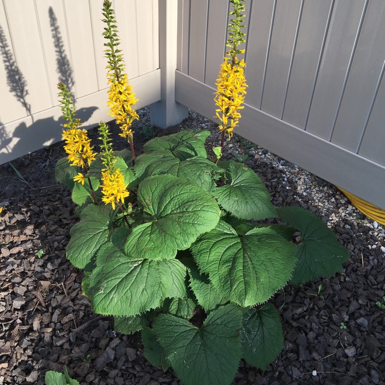 Plant image Ligularia stenocephala 'Little Rocket'