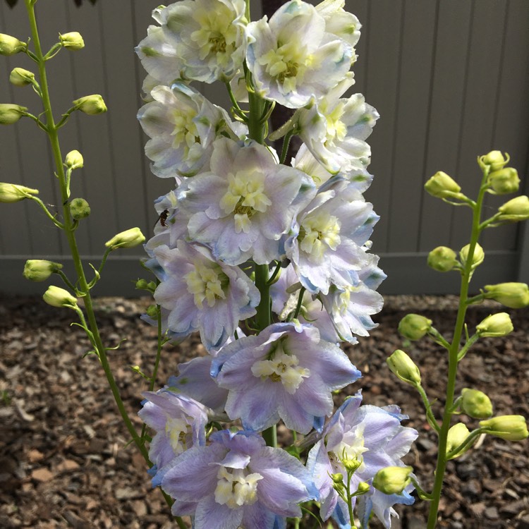 Plant image Delphinium 'Guardian Lavender' (Guardian Series)