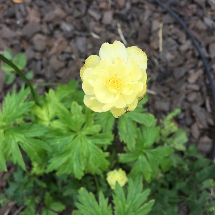 Plant image Trollius x cultorum 'New Moon'