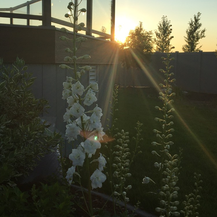 Plant image Delphinium 'Guardian White' (Guardian Series)