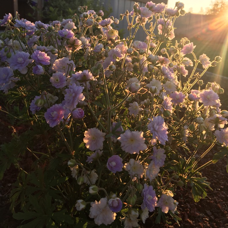 Plant image Geranium 'Gernic' syn. Geranium 'Summer Skies'