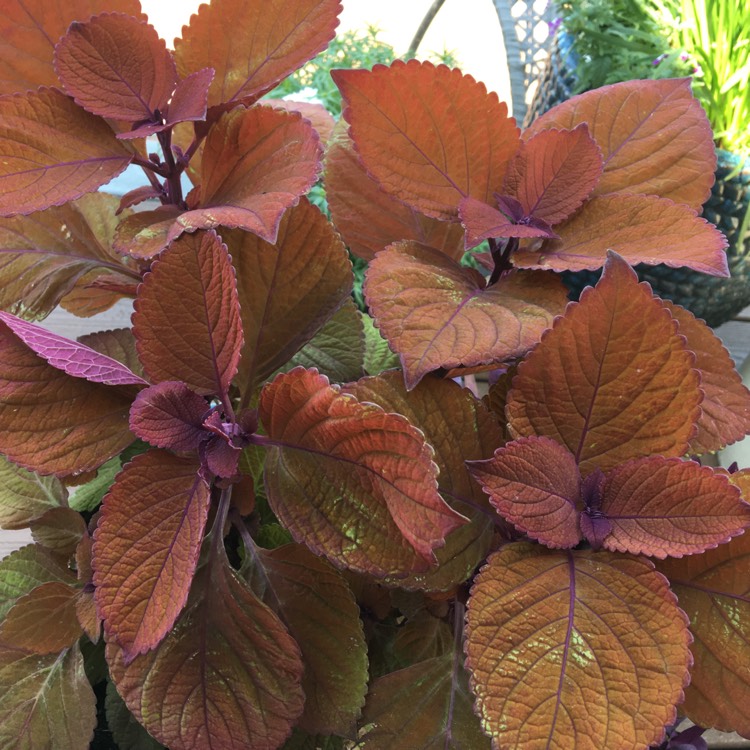 Plant image Solenostemon scutellarioides 'Uf12823' syn. Solenostemon scutellarioides 'Campfire'