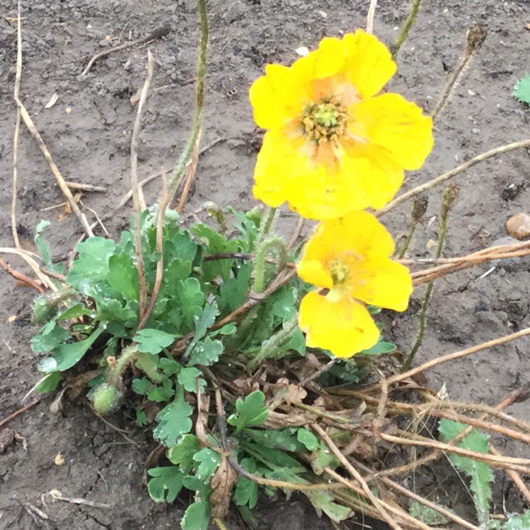 Plant image Papaver nudicaule 'Gartenzwerg Group' syn. Papaver nudicaule 'Garden Gnome Group'