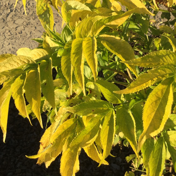 Plant image Sambucus canadensis 'Aurea'