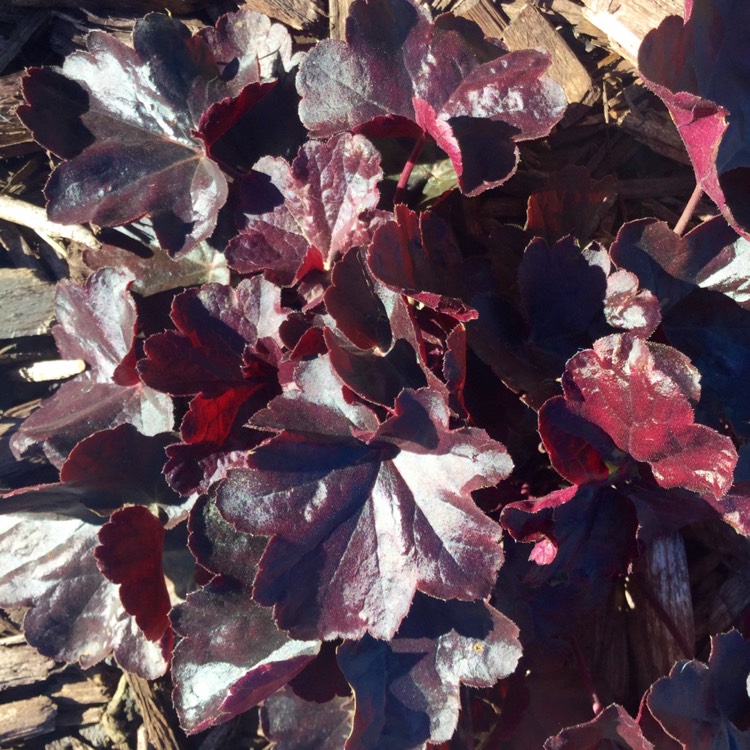 Plant image Heuchera 'Obsidian Coral bells'