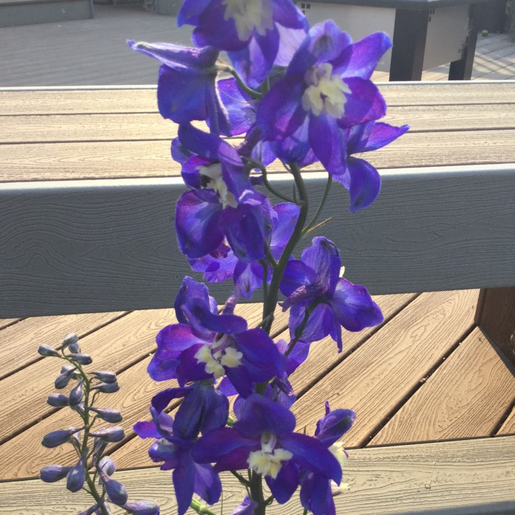 Plant image Delphinium Elatum 'Blue Bird'