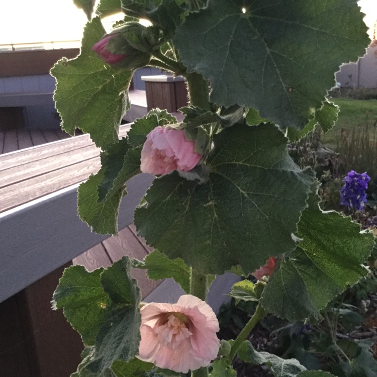 Plant image Alcea rosea 'Chater's Double Group Apricot'