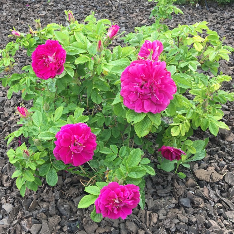 Plant image Rosa rugosa 'Hansa'