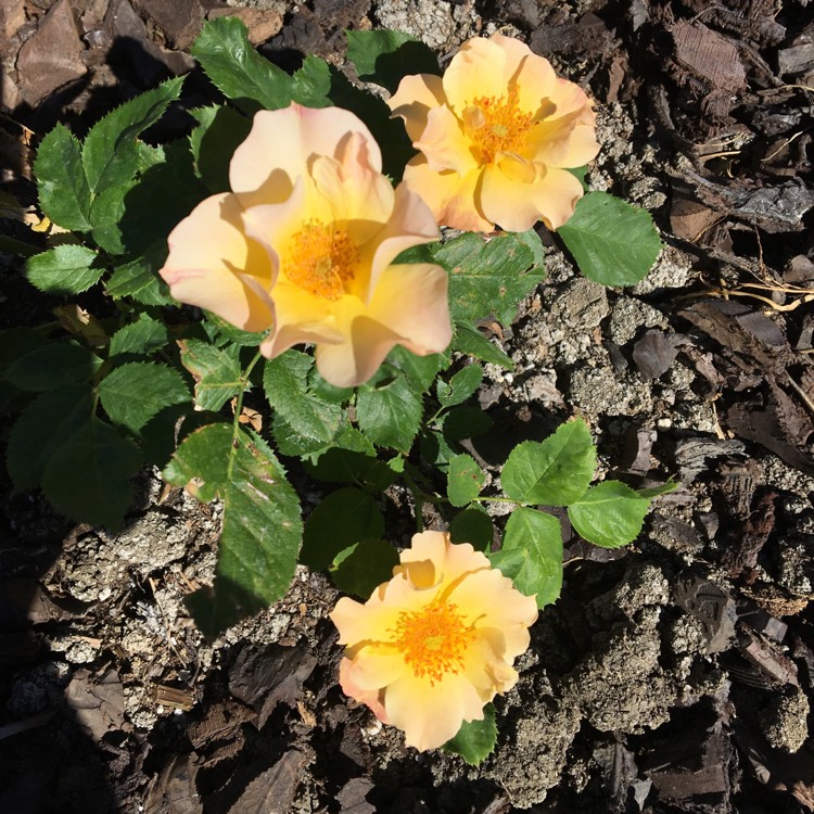 Plant image Rosa 'RSM Y2' syn. Rosa 'Morden Sunrise'