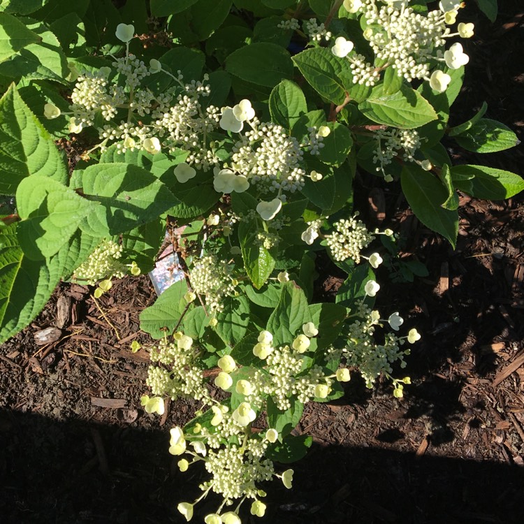 Plant image Hydrangea paniculata 'Quick Fire'