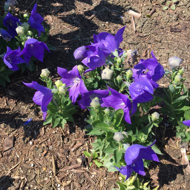 Platycodon grandiflorus  syn. Campanula grandiflora