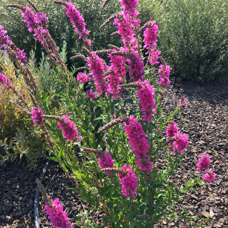 Plant image Lythrum Virgatum 'Dropmore Purple'