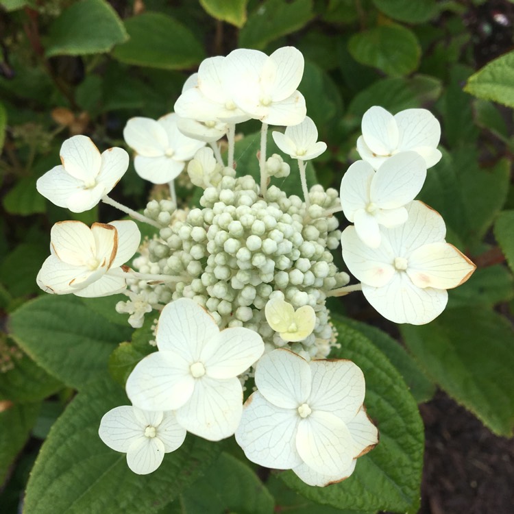 Plant image Hydrangea paniculata 'Quick Fire'